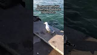 En Çok Martılara Simit Atarken Özgür Olduğumu Hissediyorum. I