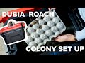 SELF-CLEANING DUBIA ROACH COLONY BIN || HOW TO SET UP DUBIA COLONY.