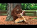 Orangutan babysits tiger cubs animalsmediacom