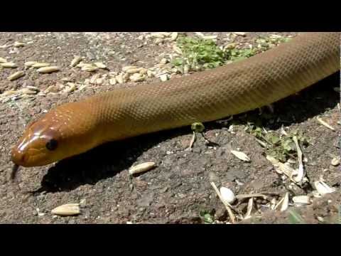 Aspidites Ramsayi - Woma Python