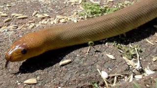 Aspidites Ramsayi - Woma Python Net Worth