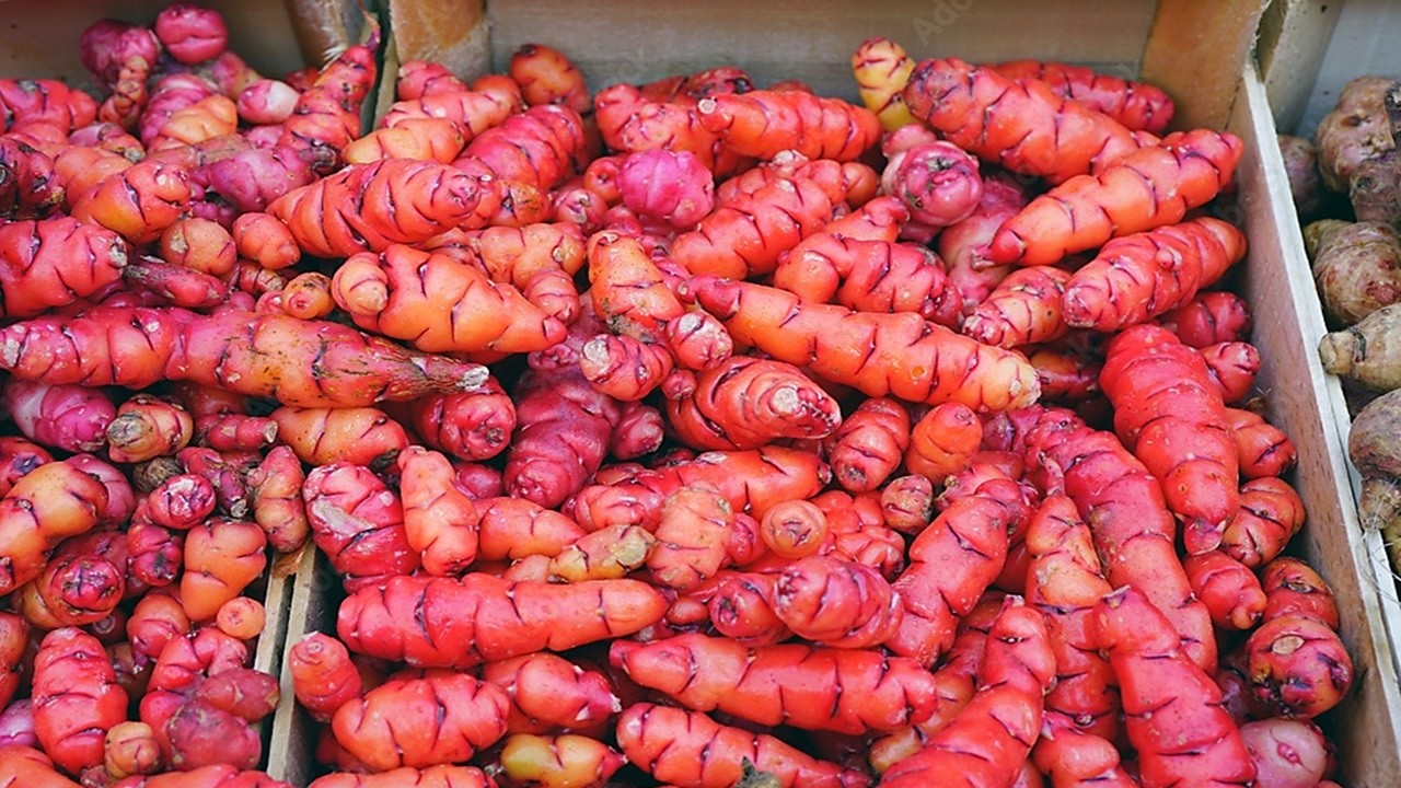 11 TUBÉRCULOS y RAÍCES OLVIDADAS que Casi NADIE CONOCE Hoy en día