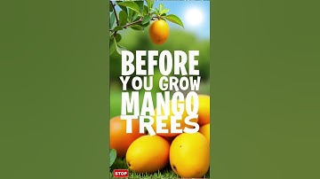 Watch This Before Growing Mango Trees
