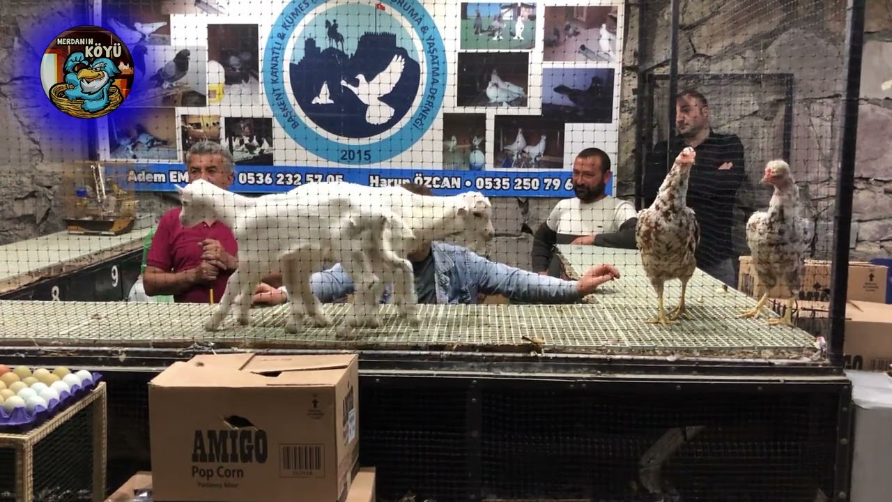 TAVUK   HOROZ İHALESİ ANKARA 2024 049