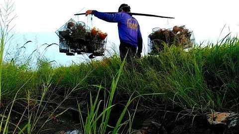 Đặt Lợp Ếch Mưu Sinh Trên Cánh Đồng Khan Nước/Út Miền Tây