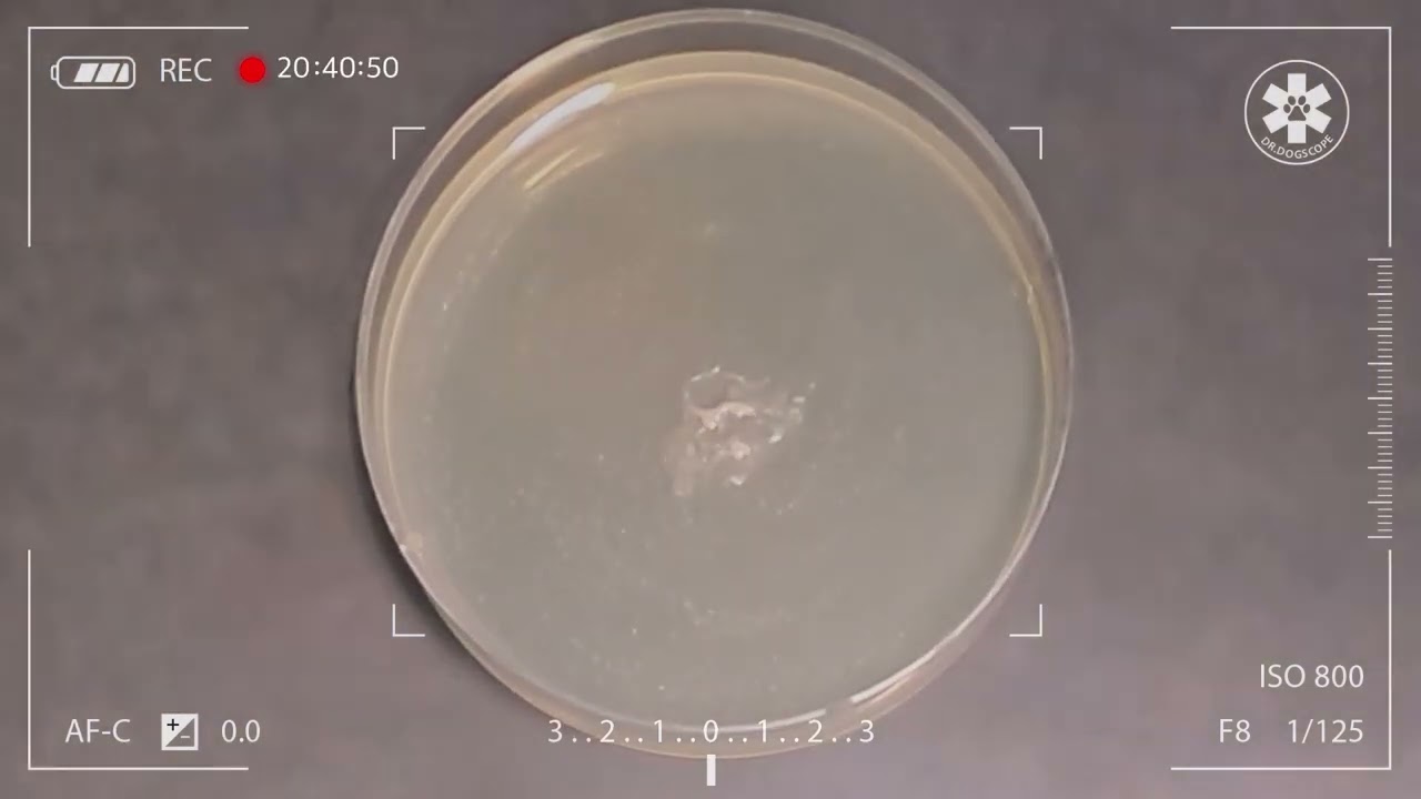 Culturing Dog Eye Boogers: Discovering the Microbes in Canine Eye Discharge!