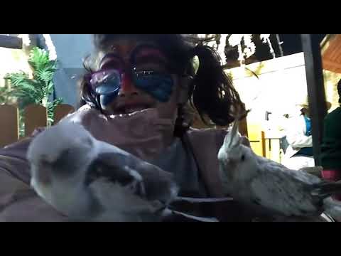 من مهرجان الفراشات والطيور النادرة الجبيل 2019