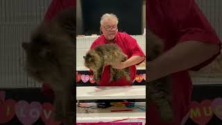 Selkirk Rex cat at the cat show #shorts