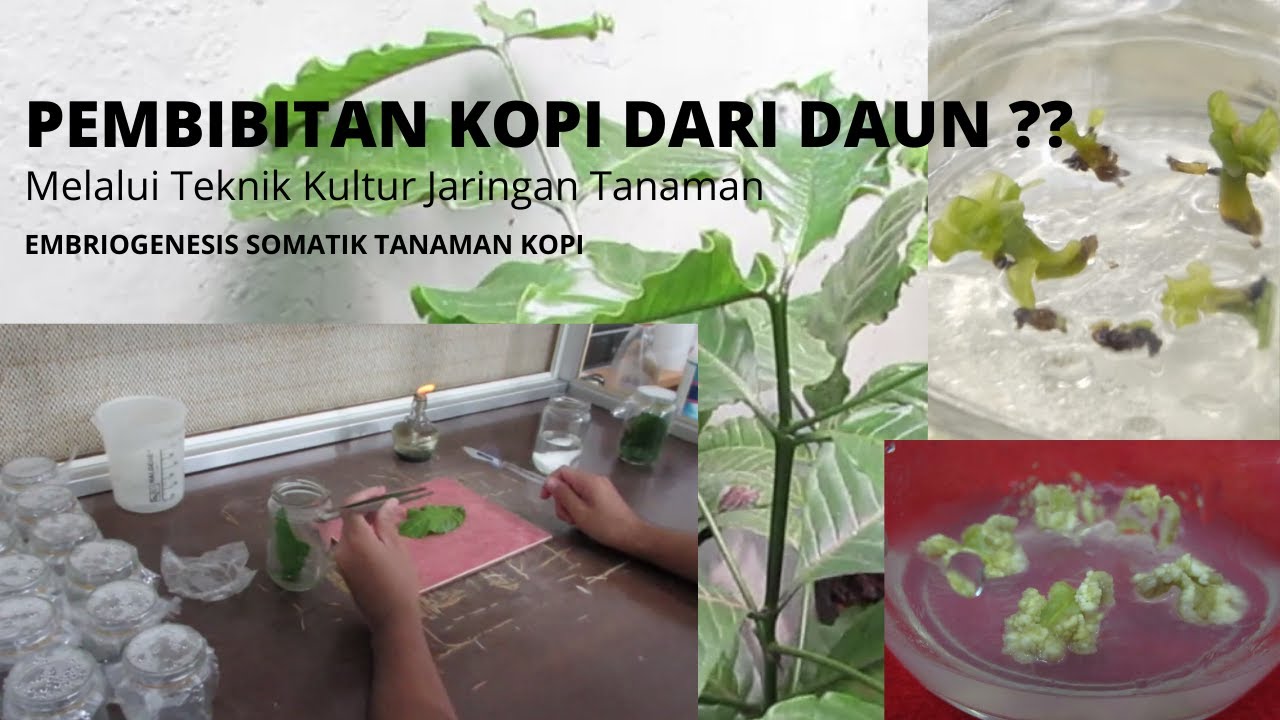Memproduksi BIBIT KOPI DARI DAUN !!
