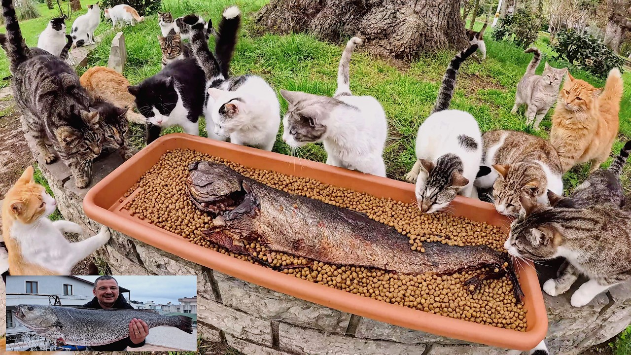 Огромная, только что приготовленная рыба… и все кошки города были у меня на хвосте.