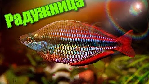 Аквариумная рыбка радужница.