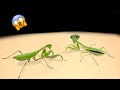 Mantis hembra y mantis macho cmo las mantis hacen el amor   se come su cabeza