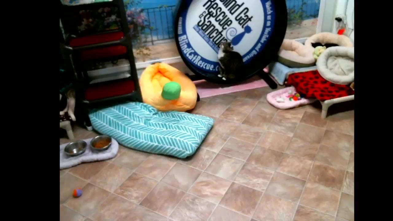 special needs animal rescue Blind Cat Rescue & Sanctuary, Inc Live Stream