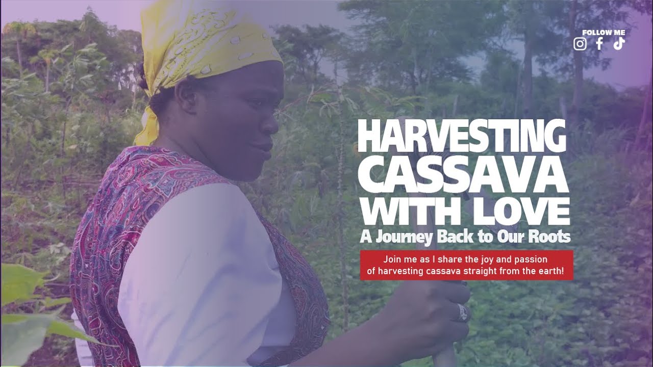 🌿 Harvesting Cassava with Love: A Journey Back to Our Roots 🌾