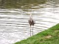 Canon 7D Test Video: Blue Heron 2