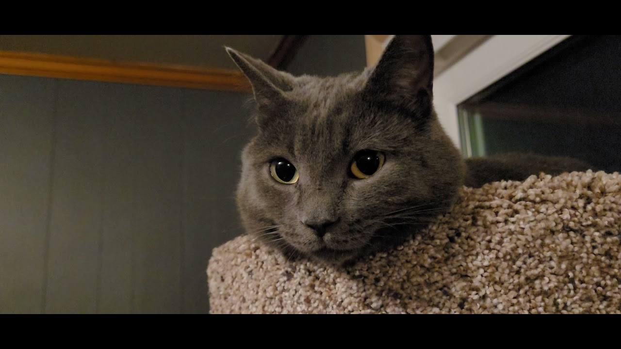 Cat Tree with a Munchkin on Top YouTube