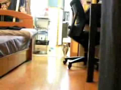 Video: Uvoľnenie Nudy Pre Domáce Mačky
