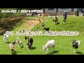【76歳ヤギ飼い#43】最高の放牧日和「72歳からの楽しいシニアライフ#76」