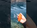 Playful goldfish it keeps swimming back enjoy being handed falcon aquarium services