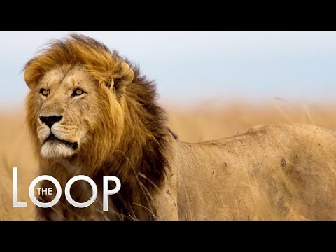 Zimbabwe Wants Cecil the Lion's Killer - THE LOOP