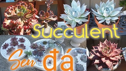 Tham quan vườn sen đá ở Melbourne (succulent) phần 1.