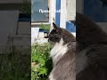 Привет, бабуль! Выбираем место для посадки розмарина