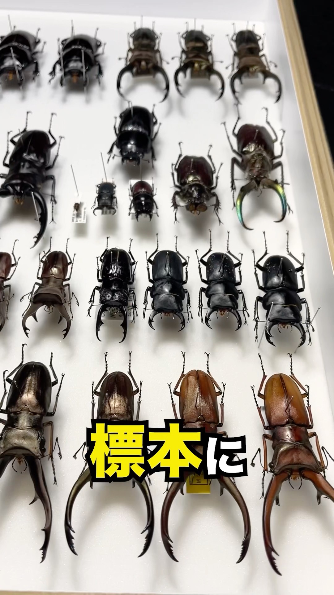アラガールホソアカクワガタ 飼育記 : ででんね's Labo