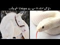 9 Most Rare White Animals In The World Urdu | دنیا کے خوبصورت سفید جانور | Haider Tv