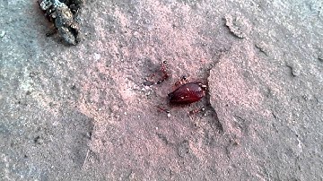 Micromax A90s Camera Test 720p HD