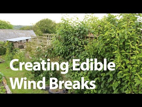 Growing Edible Wind Barriers to Protect your Vegetable Garden