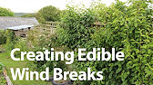 Pollinator Hedgerows: There's a Plan for That