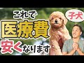 【絶対にやって】パピーから始めるとシニア期が超楽になる習慣３つを獣医師が解説します