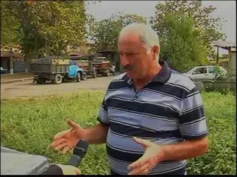 ღვინის ქარხნებმა ყურძნის მიღება დროებით შეწყვიტეს