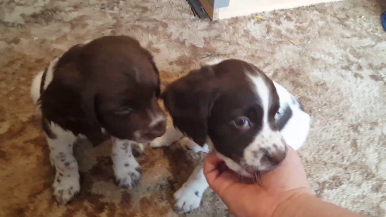 8 week old english springer spaniel