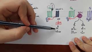 Endokrin Fizyolojisine Giriş Hormonlar İkincil Haberciler G Protein Parakrin Otokrin 18032020