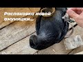 Распаковка посылки / Новые присады в вольере (4K видео)