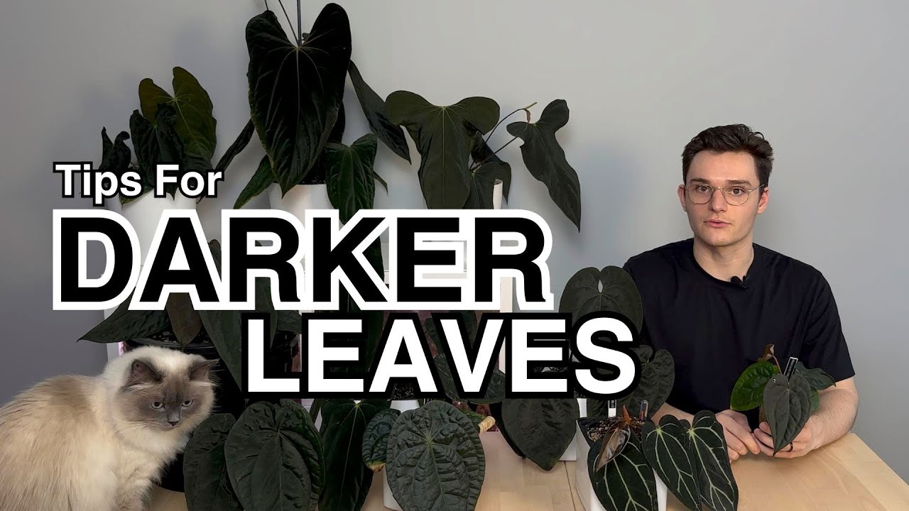 Советы по созданию более темной листвы антуриума