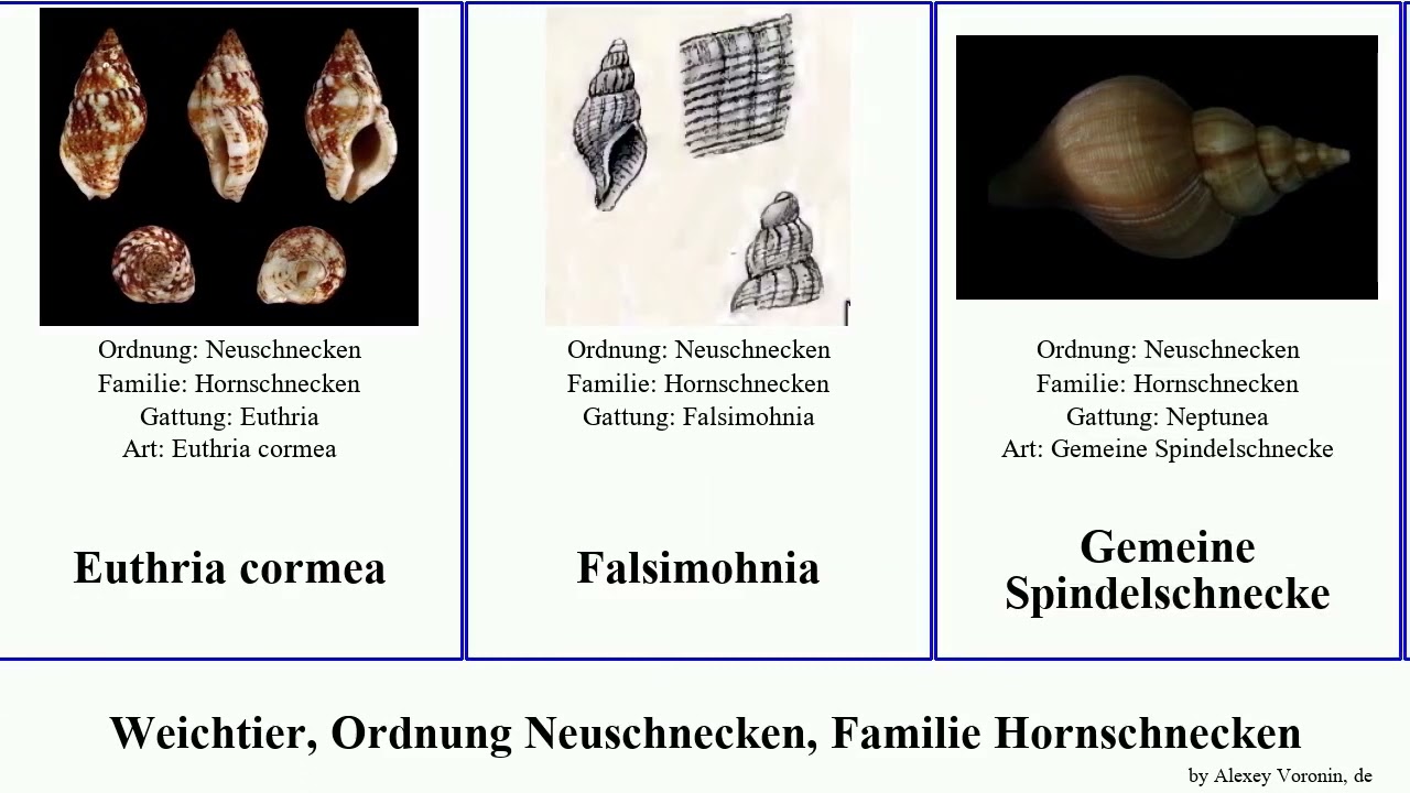 Weichtier, Ordnung Neuschnecken, Familie Hornschnecken mollusca incarnata Pollia Beringius Pad