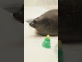 海遊館2024年クリスマス #christmas #lastchristmas #merrychristmas #shorts #osaka #seal #ringedseal