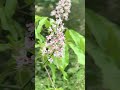Choisya ternata墨西哥橘、墨西哥橙花或假橘子花語象徵著幸福、快樂、友誼與美好的祝願 #flowers #nature #foryou #flowerspotting #flower