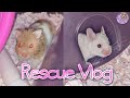 Hydrocephalus/Brachycephalic Hamsters At Petco | Rescue Vlog | Munchie's Place