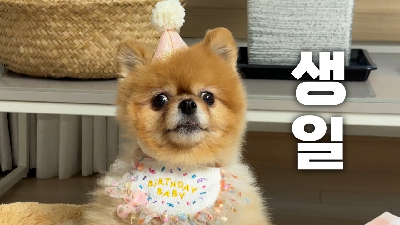 좋아하는 걸로 가득 채운 송이의 생일파티