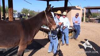 Halter Training for Mules and Donkeys