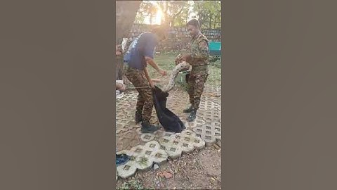 Python snake rescue by forest department 🐍🐍😱😱