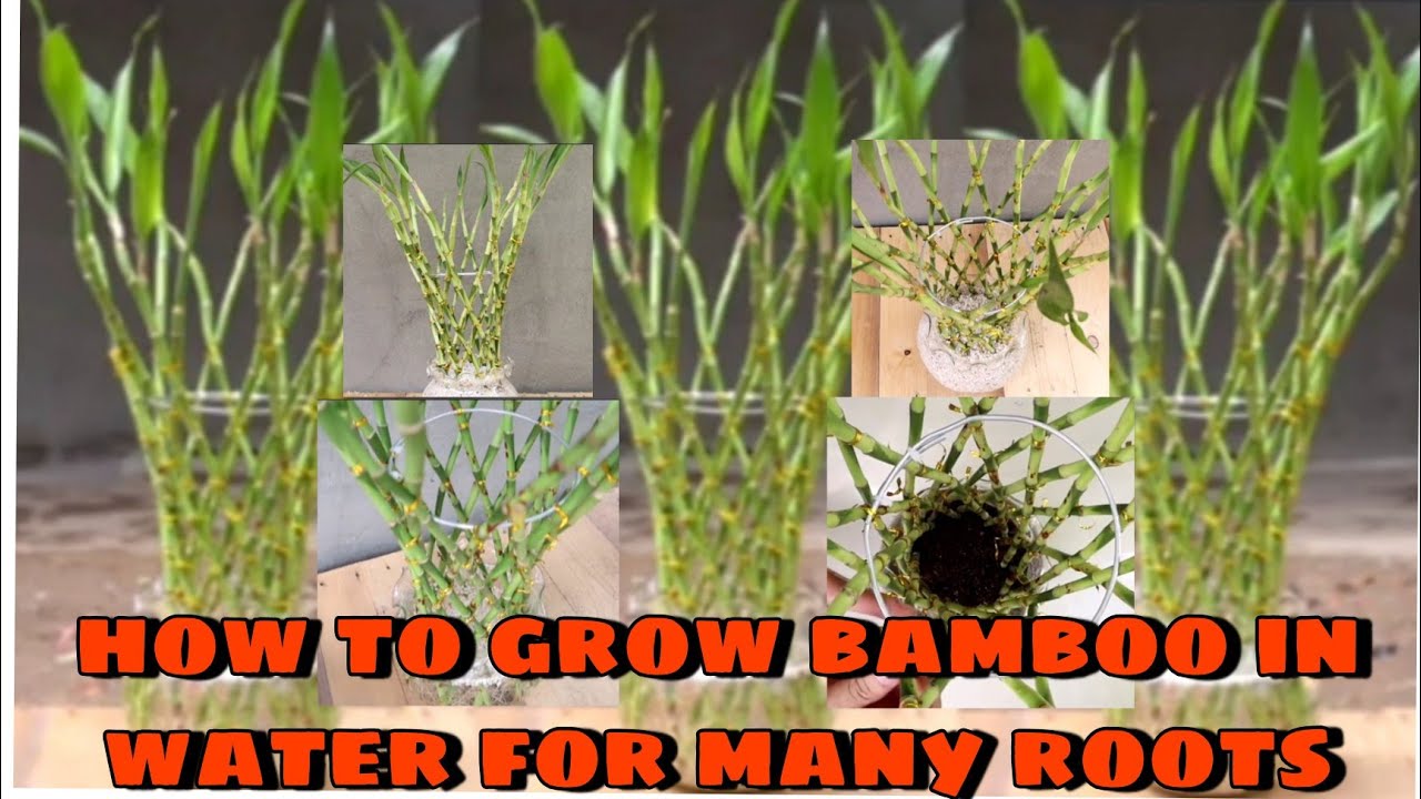 How to grow lucky bamboo in water for many roots - YouTube