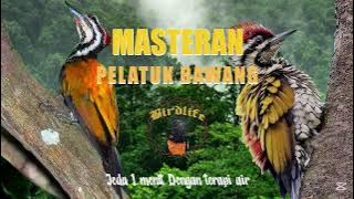 Masteran Pelatuk Bawang, jeda satu menit   suara air