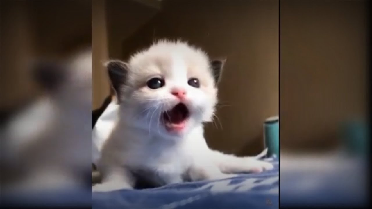 Tik tok Video kucing lucu Baby Cats Cute and Funny Cat Videos