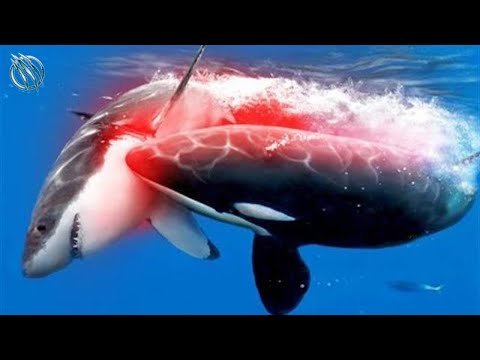 This Is Why All Sea Creatures Are Afraid of Orca