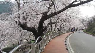 1080401 河東十里櫻花路 -1(1)