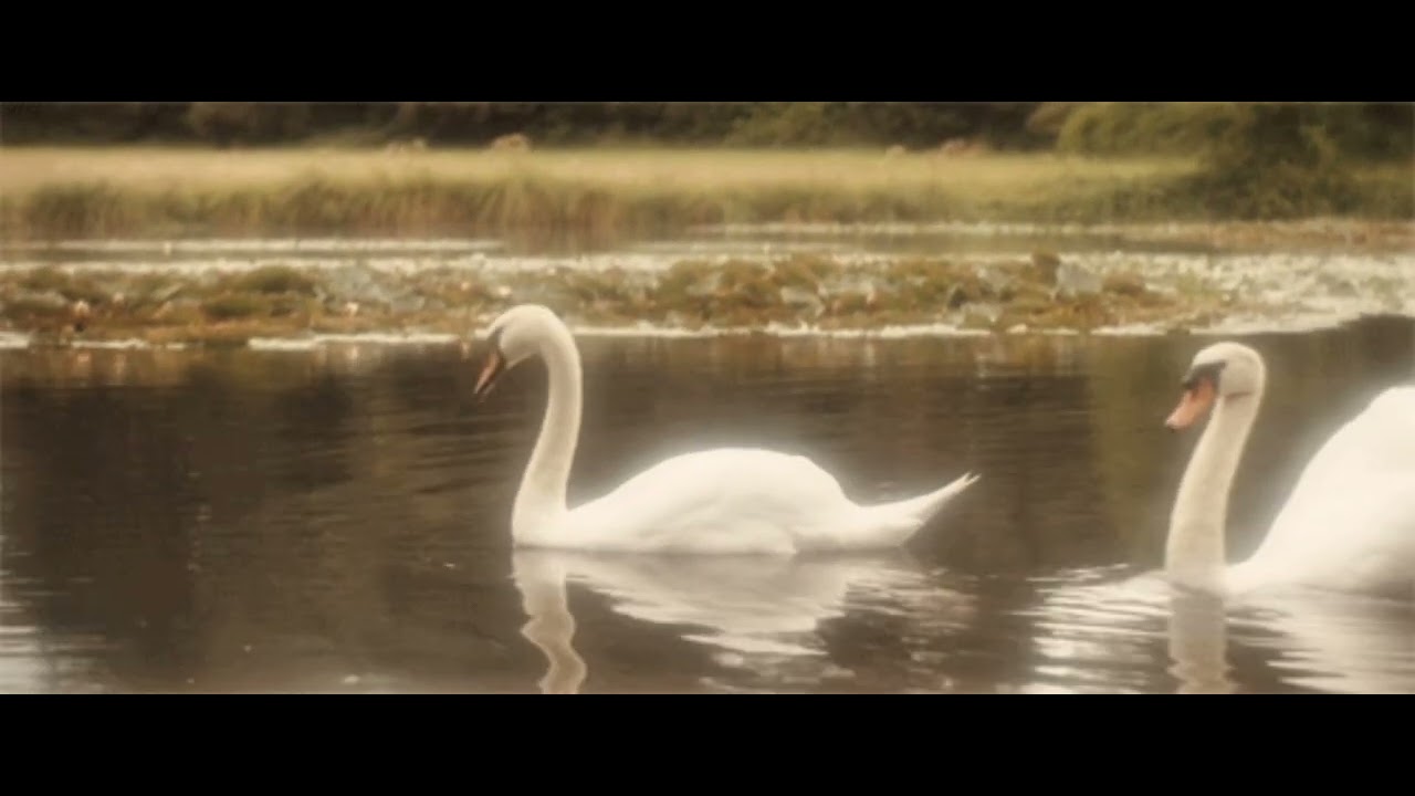 𝘾𝙤𝙦𝙪𝙚𝙩𝙩𝙚 𝙃𝙖𝙗𝙞𝙩 - 𝙎𝙤𝙥𝙝𝙞𝙚 𝙒𝙤𝙤𝙙𝙝𝙤𝙪𝙨𝙚 (𝙨𝙡𝙤𝙬𝙚𝙙 + 𝙧𝙚𝙫𝙚𝙧𝙗)